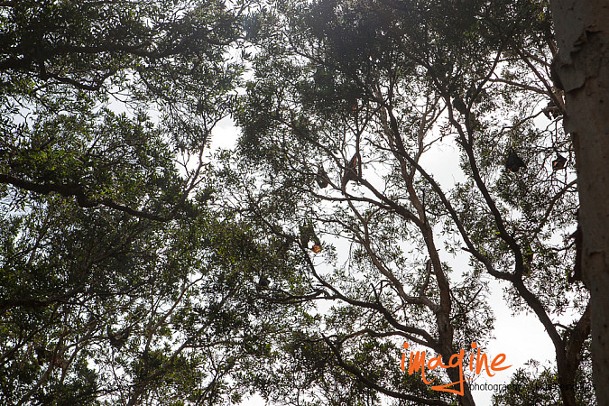 there's bats in the trees, sydney child photographer.jpg